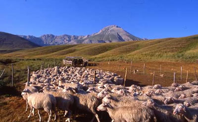transumanza-img.jpg