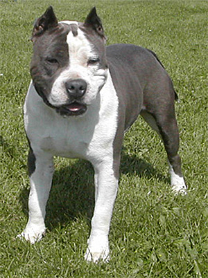 pit-bull-drug-dealer.jpg